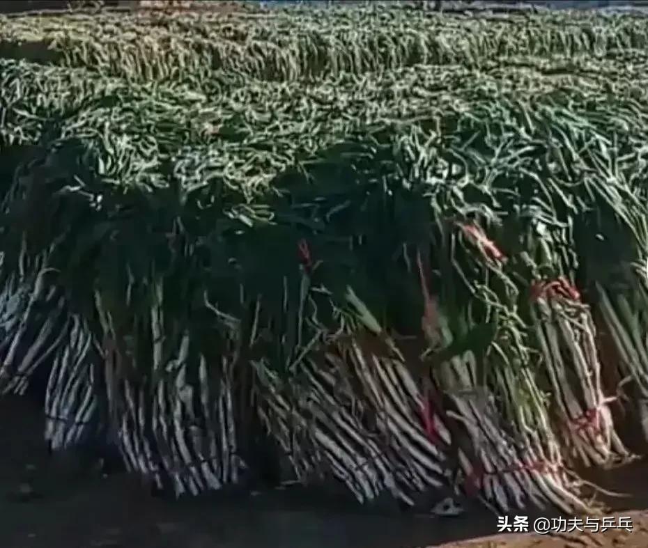 牛气“葱”天,看你还能牛多久?