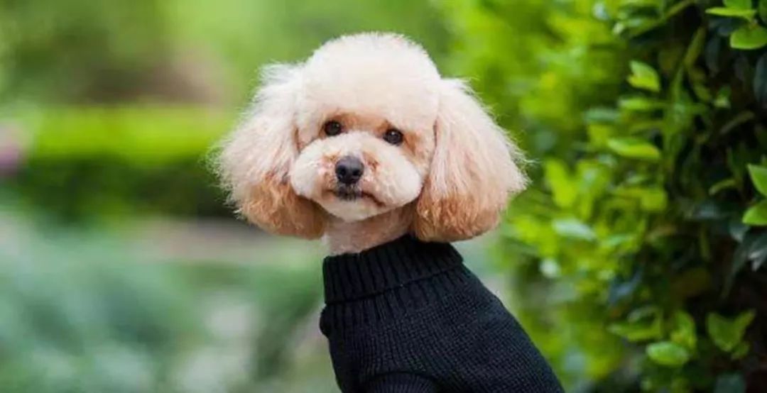 给宠物买衣服需要注意什么,给宠物穿衣服后果