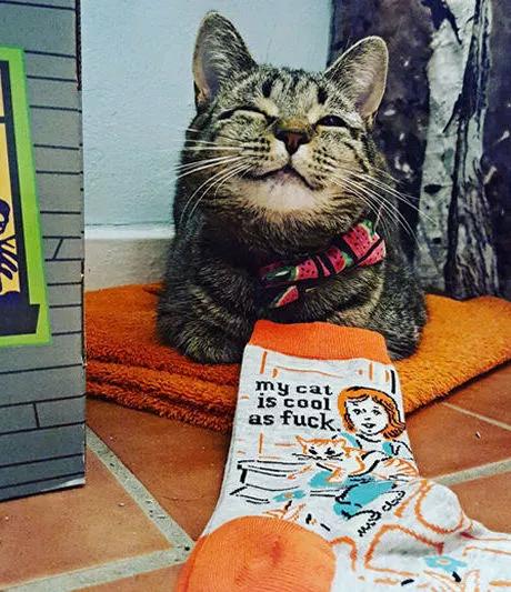 猫能治愈抑郁症,猫真的治愈孤独吗完整版