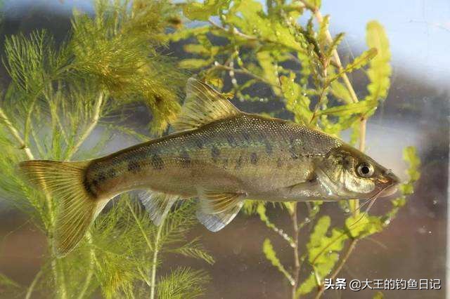 中华鳖保护动物,鳖是国家一级保护动物么