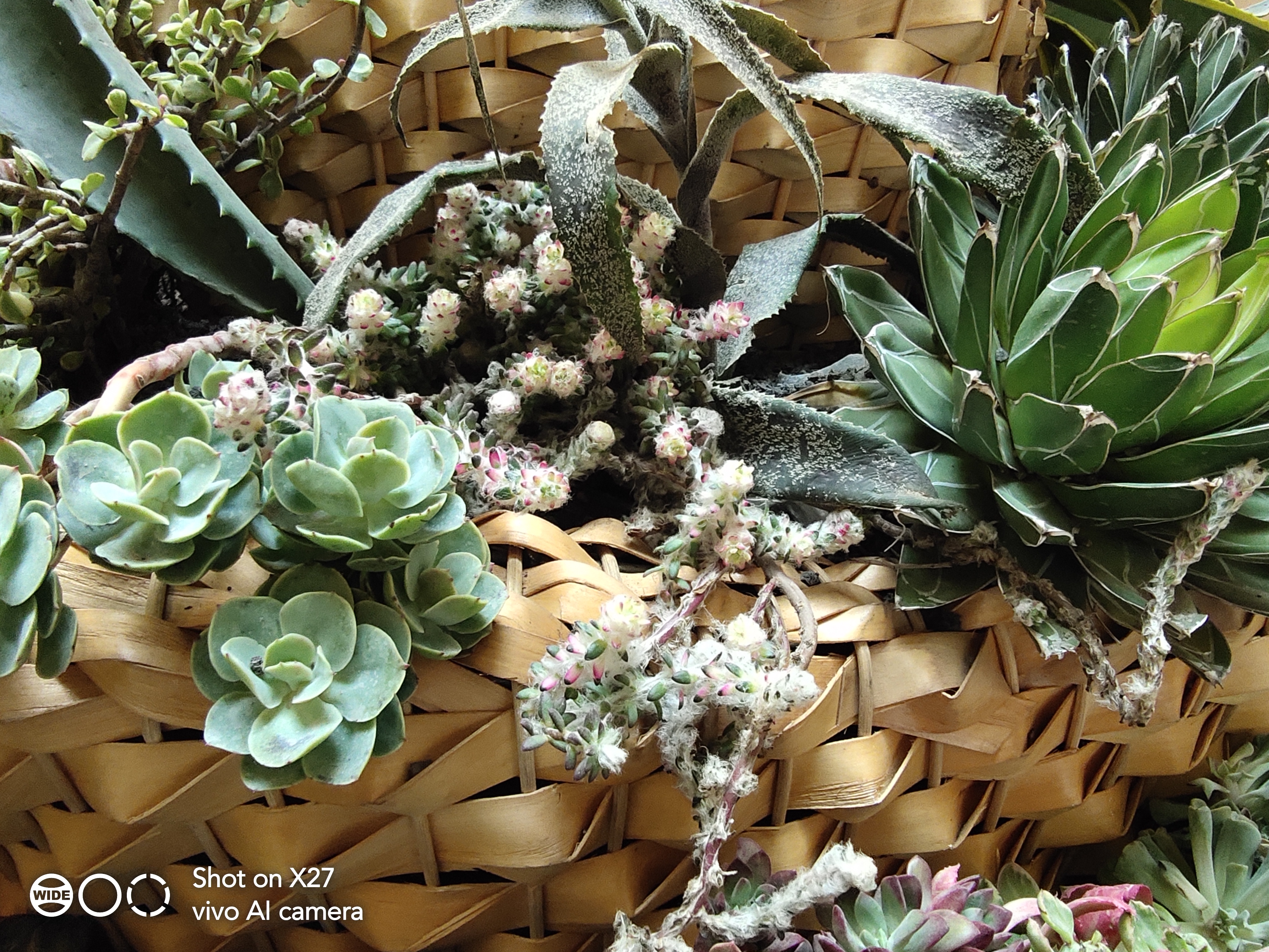 vivox27还能入手么,vivox27全方面测评