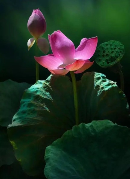 如何用美图秀秀手机版抠图教程,美图秀秀的抠图功能怎样用