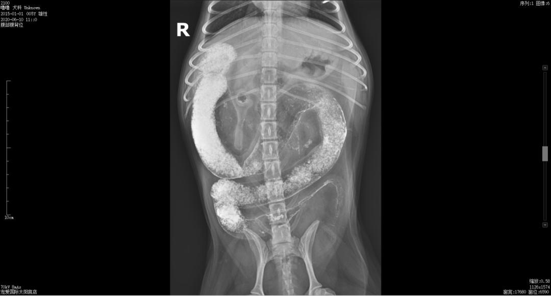 狗狗异物划伤肠道症状,狗狗吃什么润滑肠道利于异物排出
