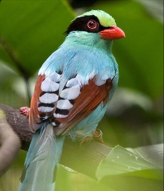 东江揽胜,惠州淡水常见鸟类图谱