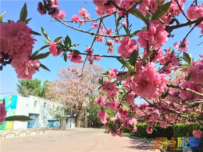 周末有风？别怕，来北京这里看花花草草和无数小可爱！猜到是哪里了吗？