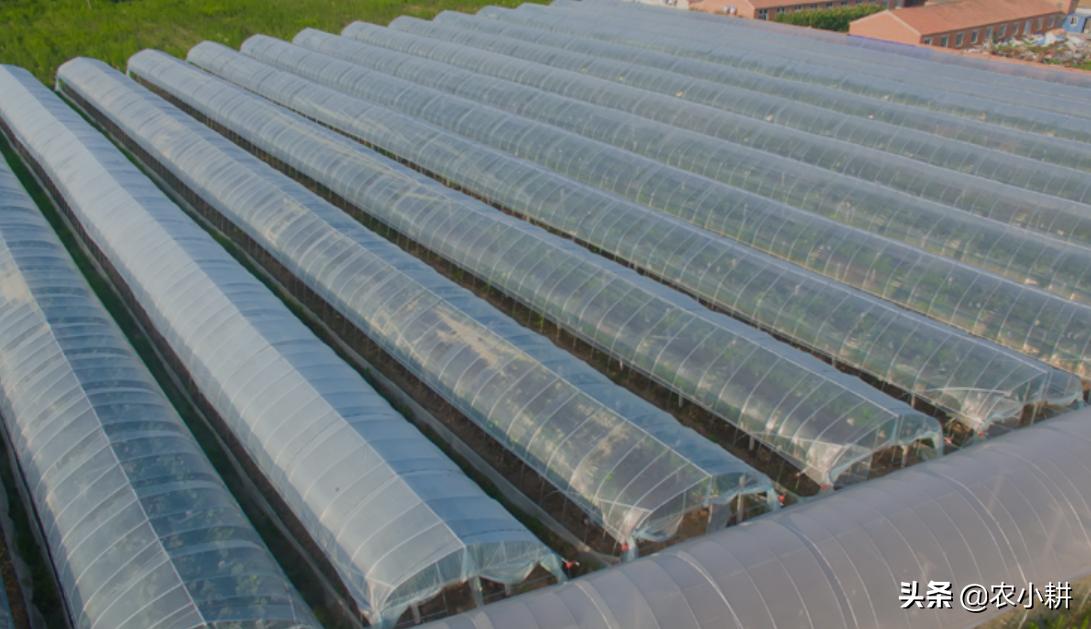 农膜污染最新治理方案,废旧农膜污染图