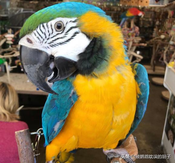 国外宠物店下，看看还有哪些鹦鹉品种，每一只都是价值不菲