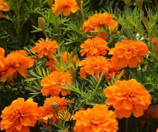 孔雀草叶,孔雀草花色艳丽