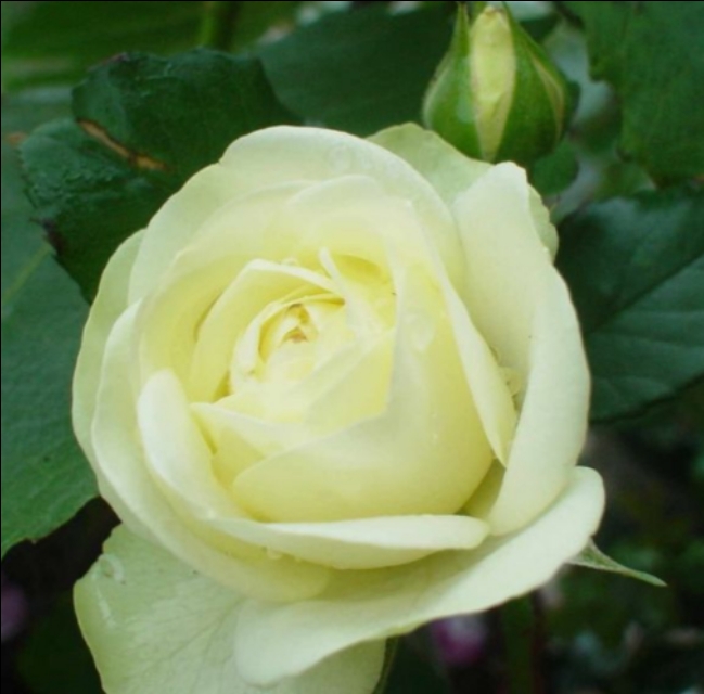 花中皇后月季花视频,小玫瑰月季怎么养护和管理