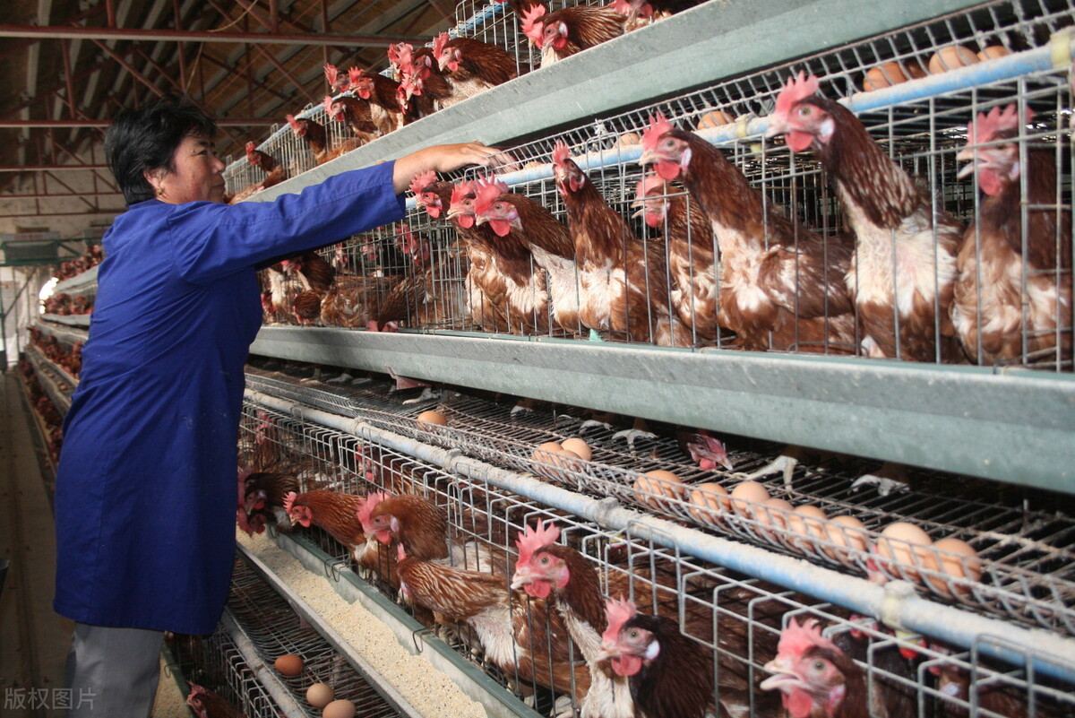 蛋鸡产软皮蛋是什么原因,鸡开产软蛋什么原因