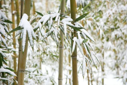吟雪竹现代诗句,关于雪竹的诗句古诗词
