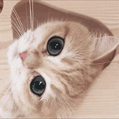 讲解化妆品使用技巧,最简洁易懂的化妆品使用教程