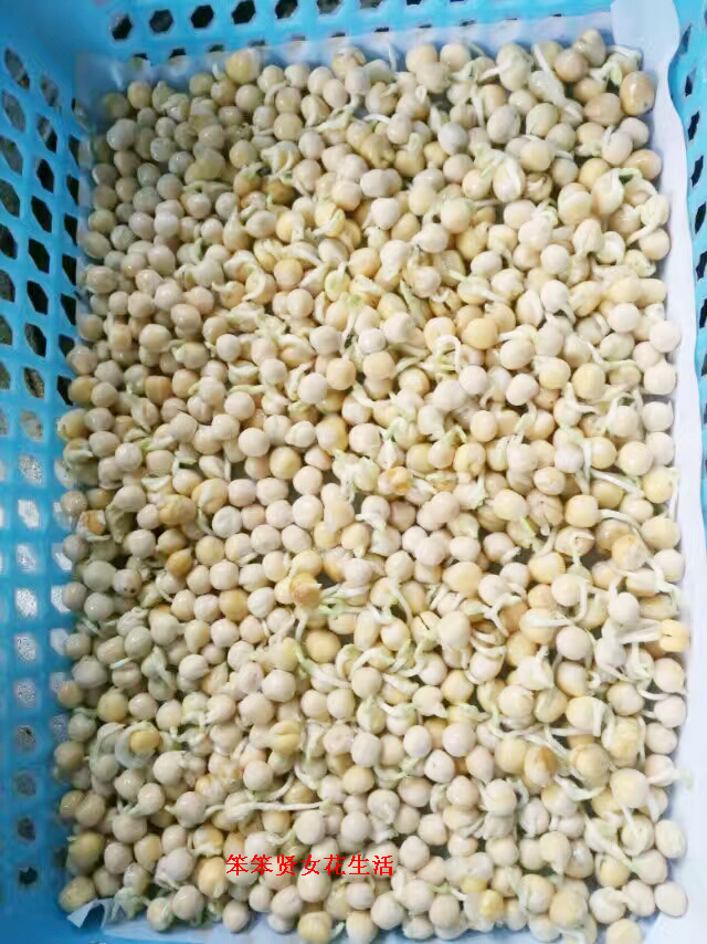 豌豆芽苗菜种植全过程,豌豆芽苗菜种植的成本及利润