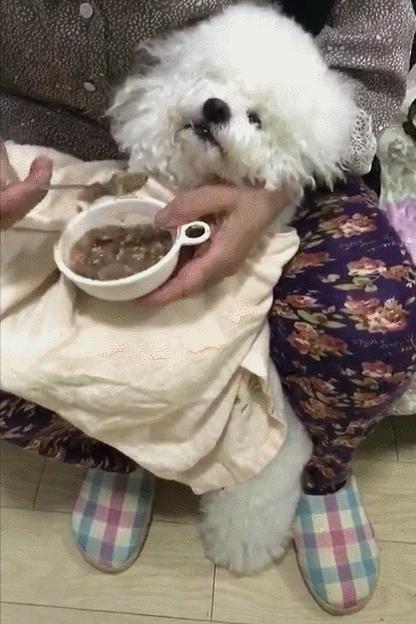 泰迪怎么养新手养泰迪犬基本知识,泰迪比熊博美哪个适合新手养