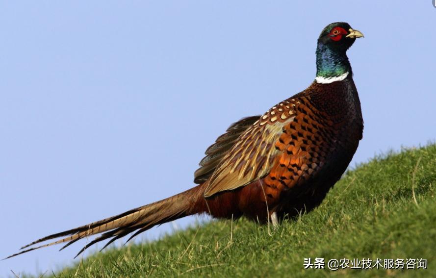 山鸡养殖存在问题,山鸡散养问题