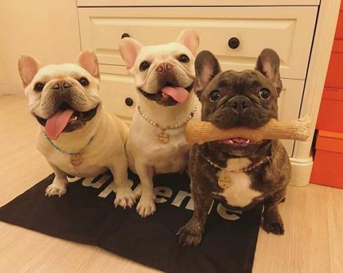 法牛好养吗,想养听话的法牛犬