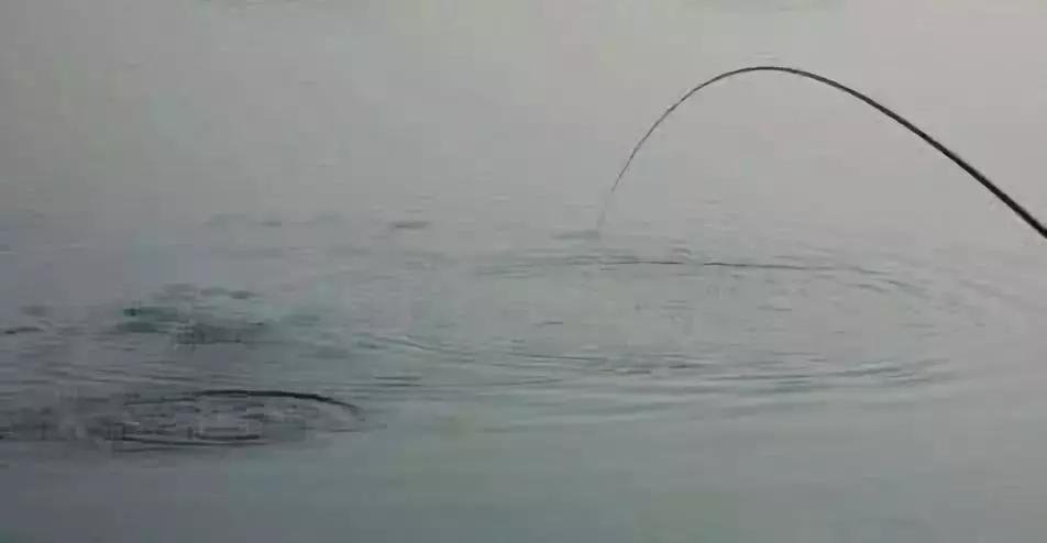 钓鱼笔记全集,钓鱼笔记100篇