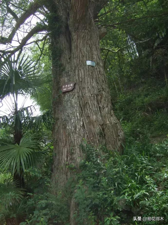 香榧、榧树的区别辨识与市场现状