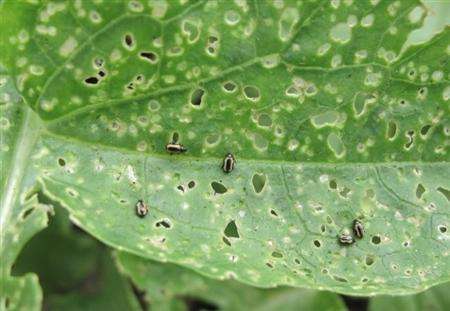 油菜黄锈病用什么药,黄曲条跳甲叶菜害虫图片