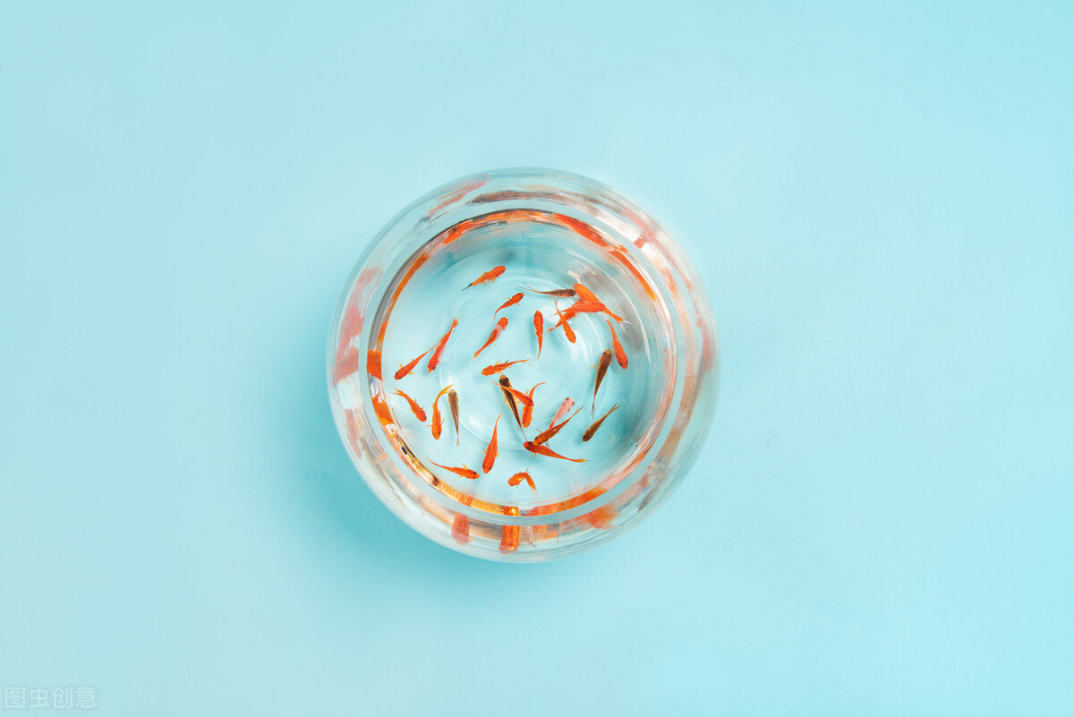 小金鱼几天喂一次食最合适,小金鱼几天喂一次食合适