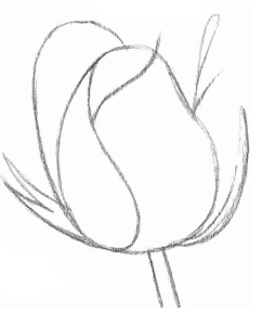 素描玫瑰花高级感的画法,素描玫瑰花画法步骤图