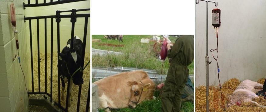 张廷青,张廷青简介