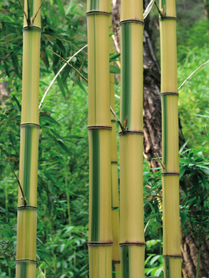 竹子种植前景,竹子种植庭院