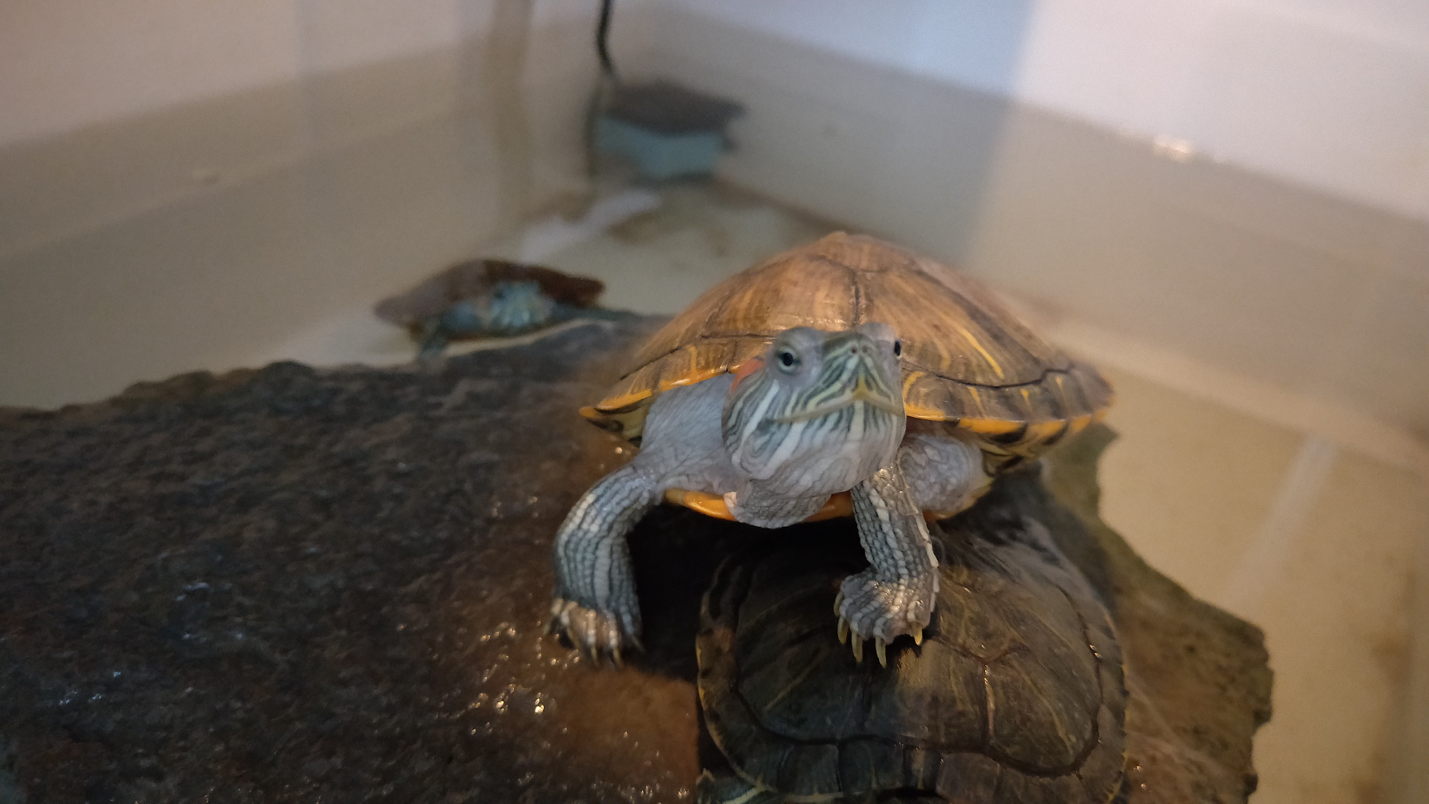 网上买的新手快乐龟缸怎么养龟,新手养龟入门基础教程