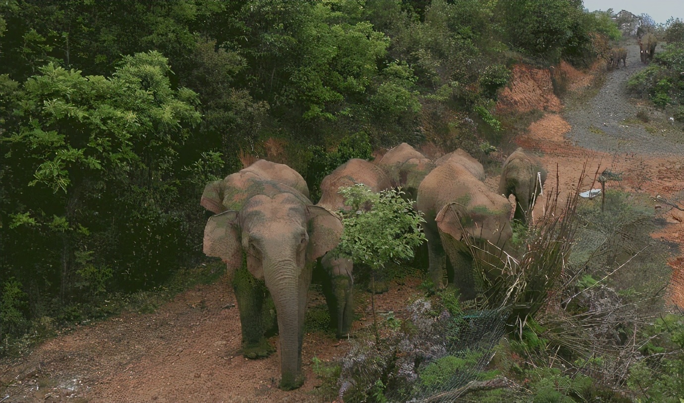 一周图说|火星“蜘蛛”终解密,植树竟不可救气候危机