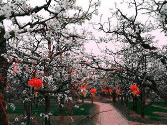 宁陵万亩梨园梨花节几号结束,宁陵梨花节是什么时间举行的
