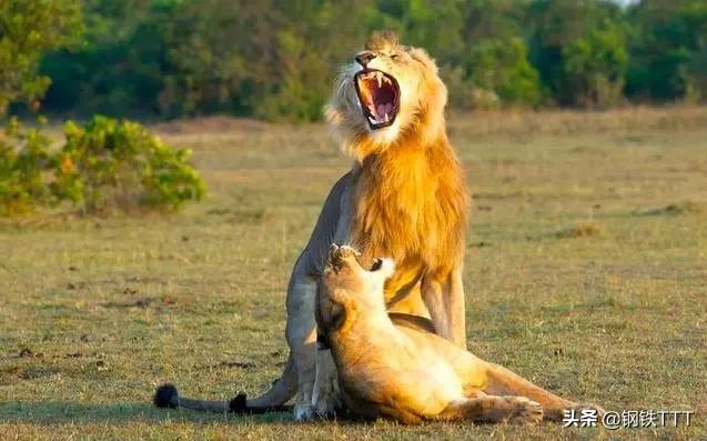 哺乳动物都是有生殖器官的吗,为什么哺乳动物都是四条腿