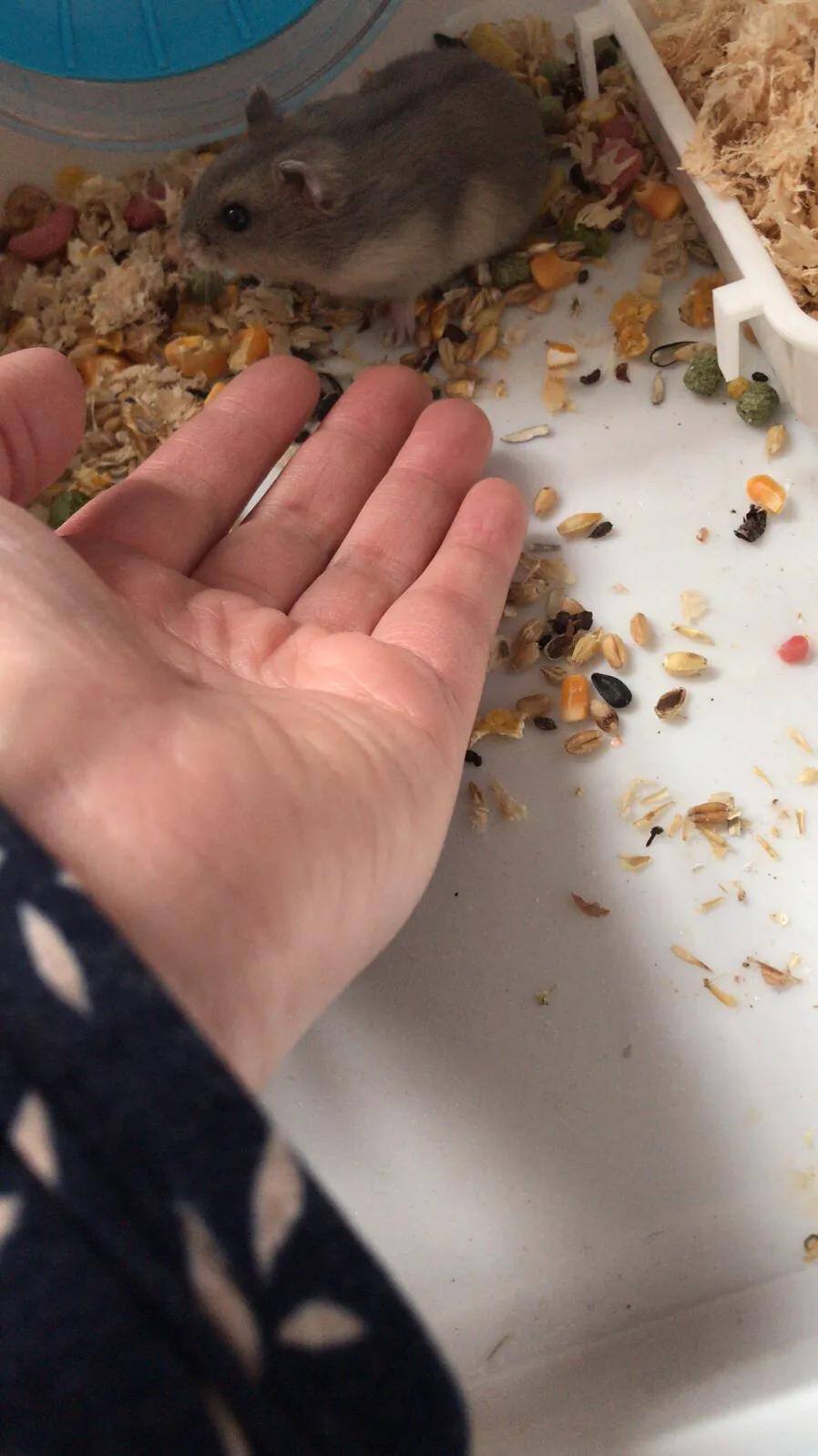 仓鼠越狱很久没有出来会在哪,仓鼠已经越狱三四天了还能找到吗