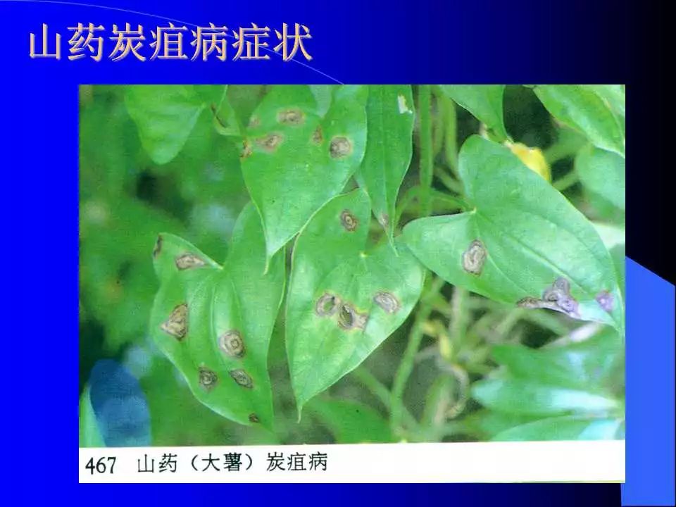 如何识别植物炭疽病和叶斑病,植物炭疽病的介绍