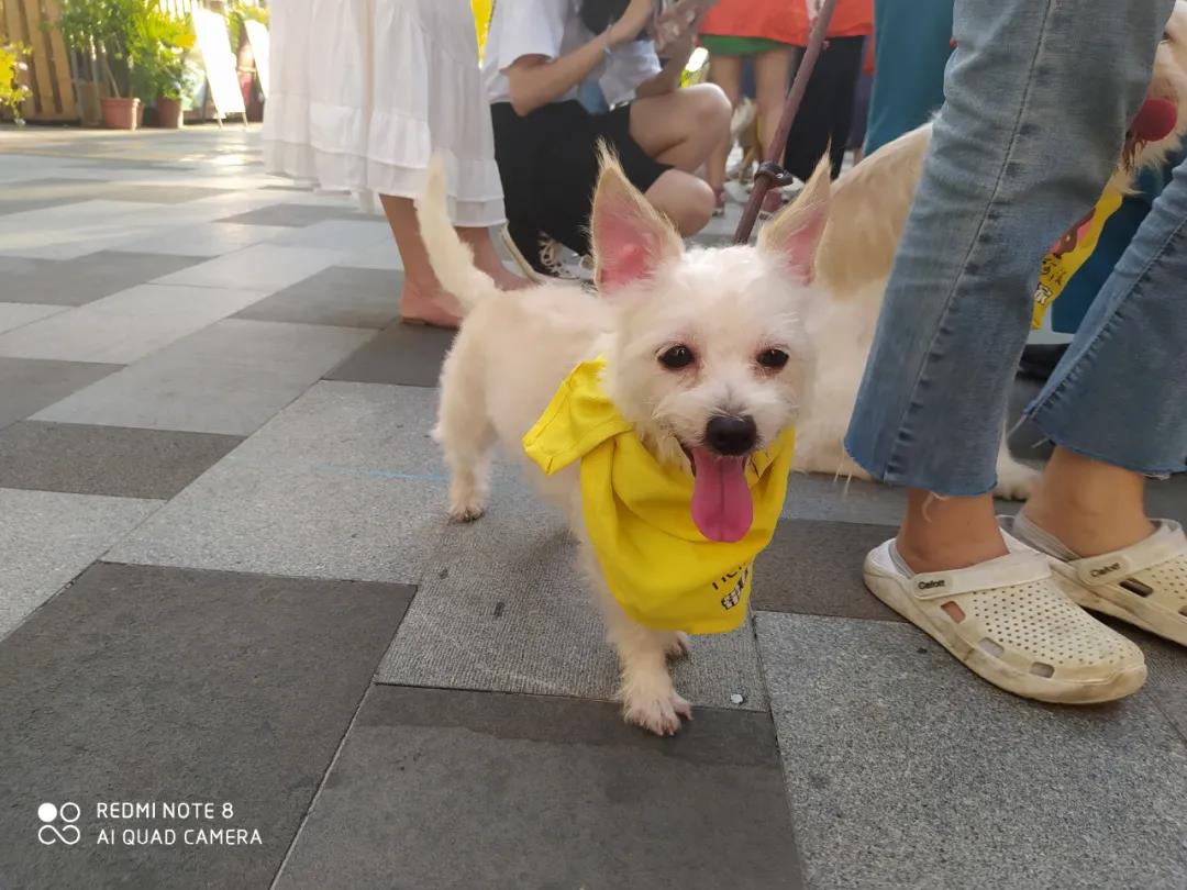 CPF活动预告|阿派第30届领养日——人间值得，只要它能与你相遇