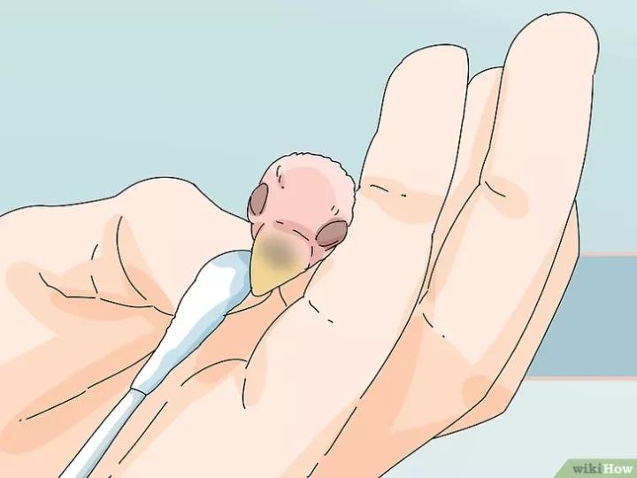 如何喂养牡丹鹦鹉