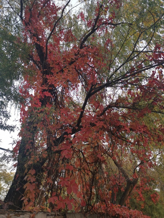 金三角与新四联治疗心衰的优缺点,心衰新四联疗法进展