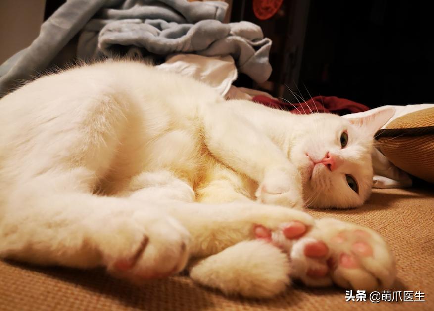 盘点那些手贱的猫咪被烫伤,盘点猫咪被烫过的倒霉瞬间