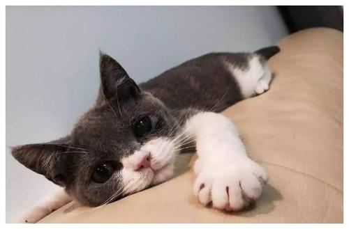 猫咪爪子被烫了怎么办,猫咪爪子被割伤怎么处理