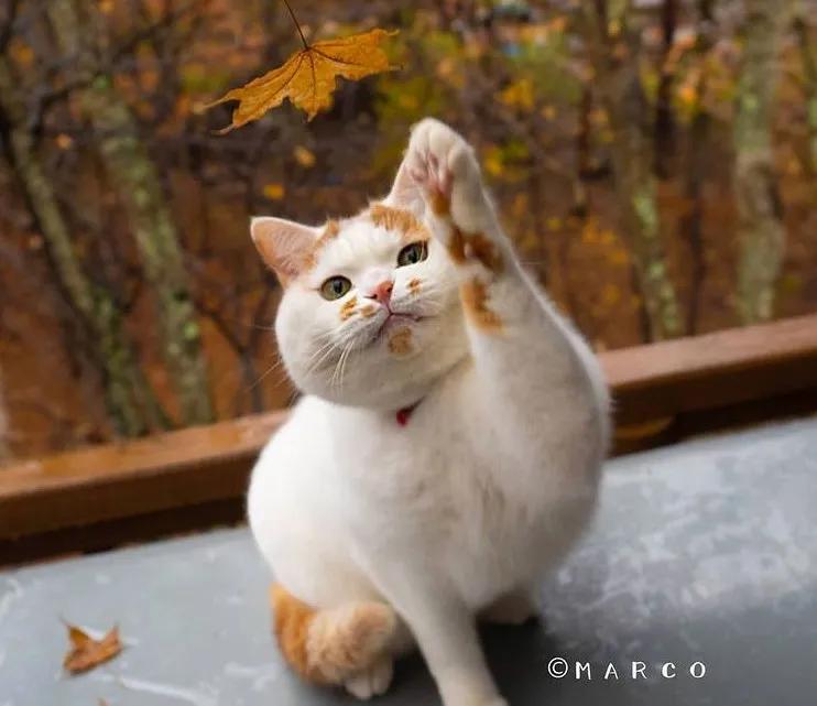 古代猫名字,古代猫的名字