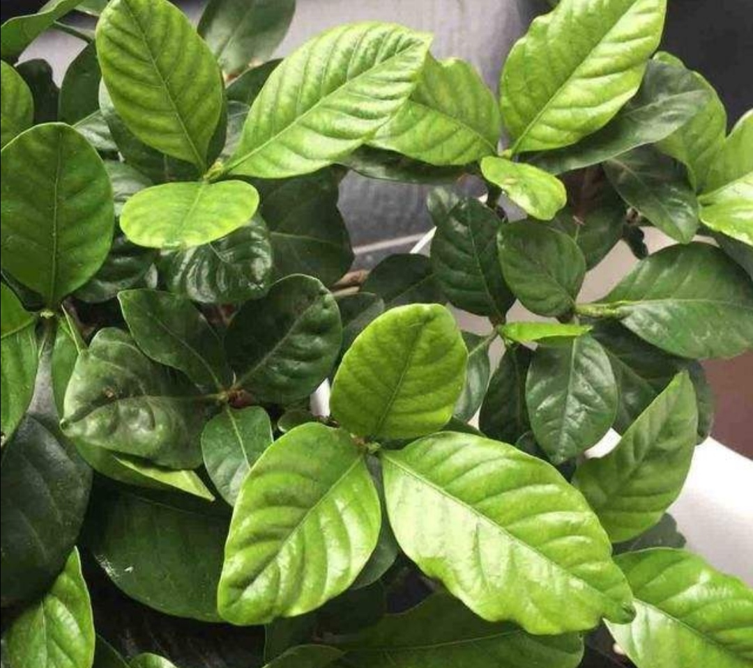 栀子花黄叶是什么原因用什么办法,栀子花黄叶有什么管用的方法解决