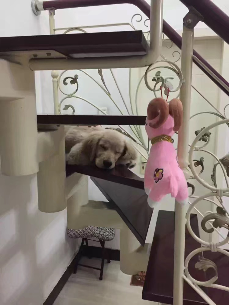 金毛宝宝养金毛的乐趣,金毛宝宝聪明活泼