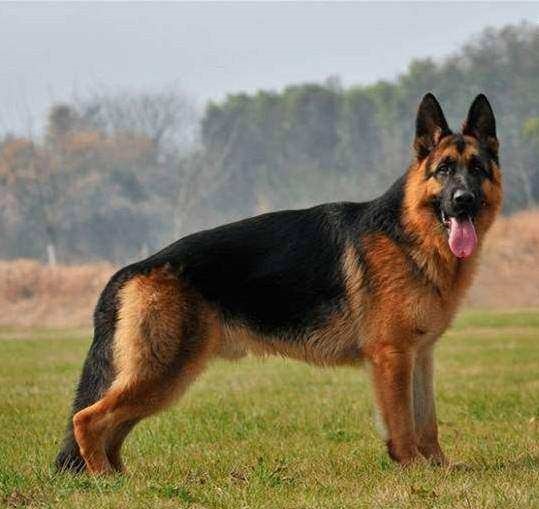 德牧和马犬哪个更容易训练,德牧与马犬哪个适合家养