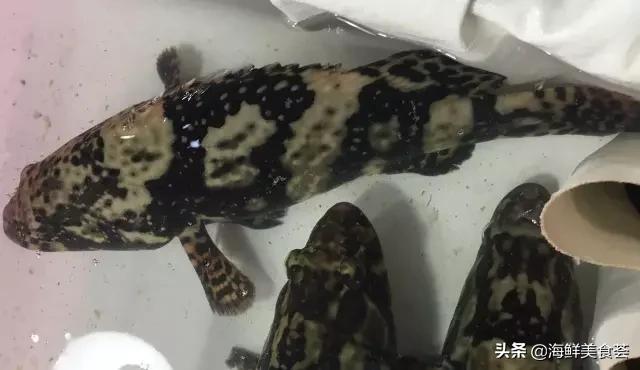 常见的鱼虾蟹等海鲜的认识,虾蟹类海鲜大全