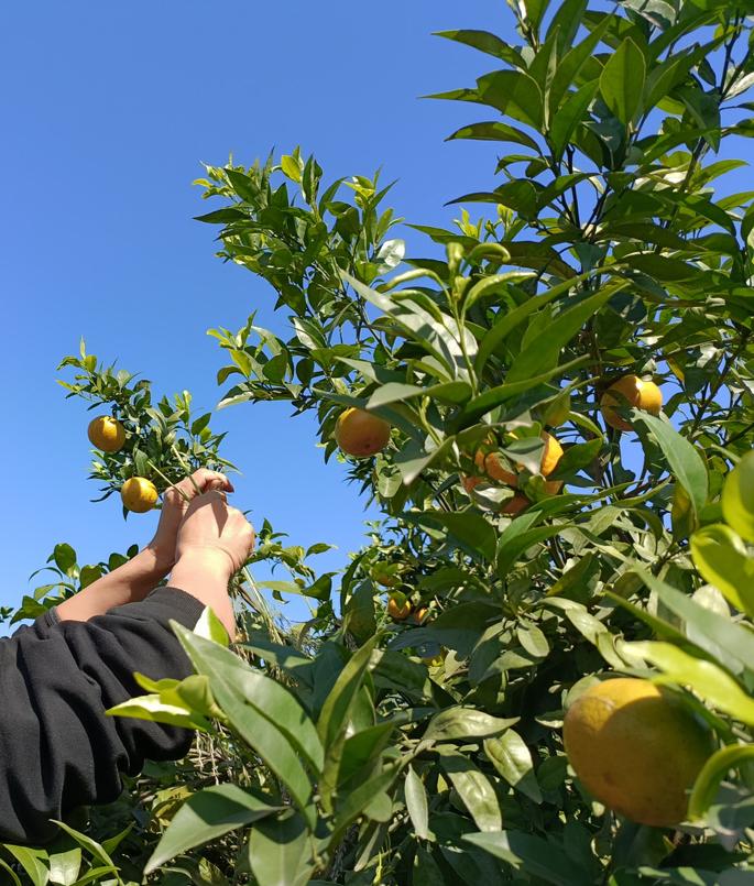 清远冬季水果,清远冬季水果采摘