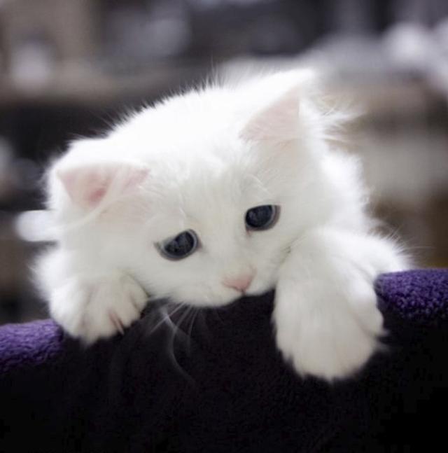 养猫人必须知道的八件事,养猫人必须知道的几件事