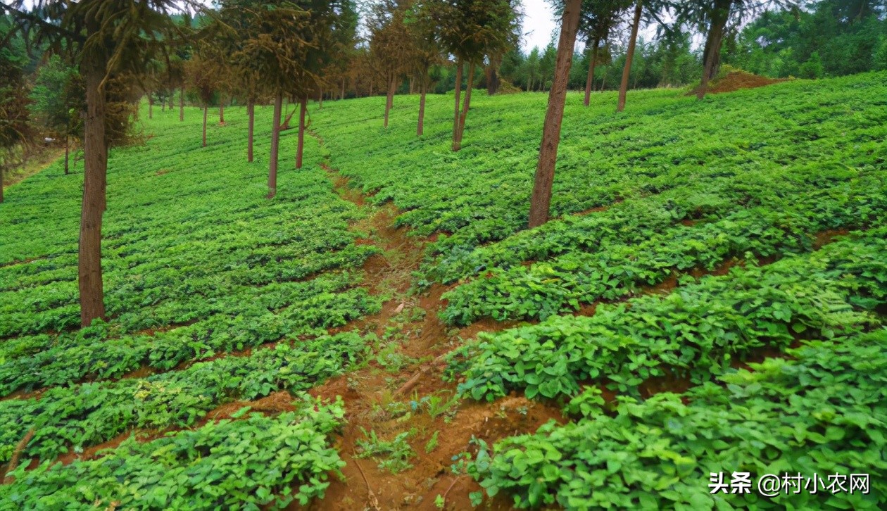 适合农村创业的最新致富项目,平原地区农村创业致富的好项目