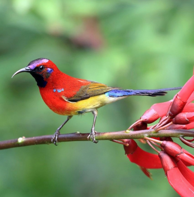 太阳鸟品质,太阳神鸟绝美