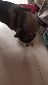 哈士奇拯救小镇,哈士奇救二哈