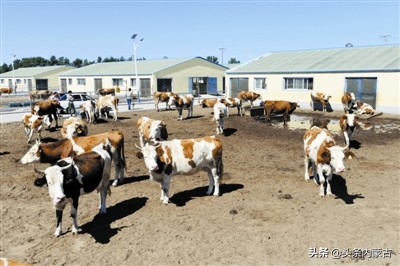 内蒙古黄牛之乡新闻,黄牛之乡科尔沁