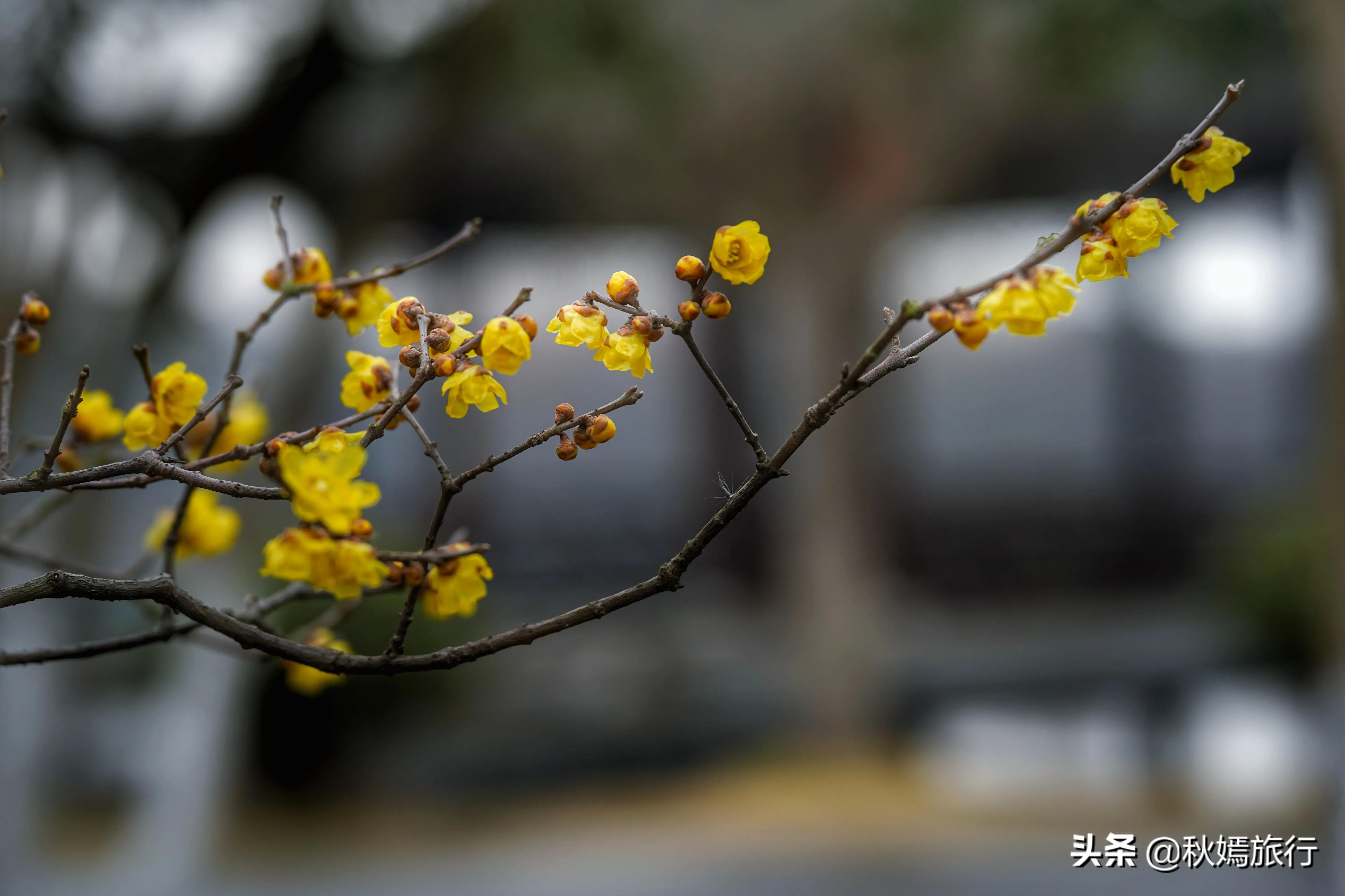 冬游常熟燕园赏蜡梅花,方桥头梅干菜扣肉饼5元一只,顾客盈门